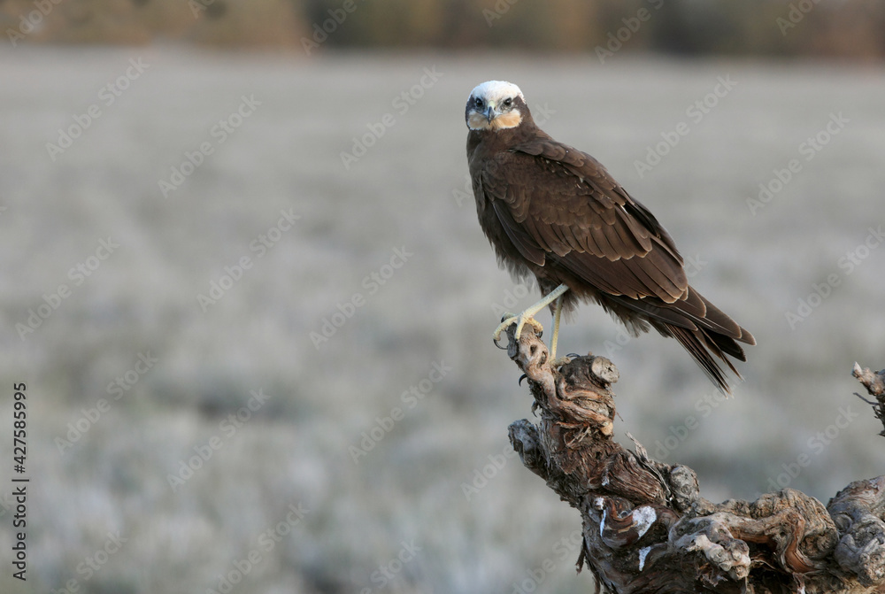 Fototapeta premium Adult female Western marsh harrier in a wetland in central Spain with the first light of day