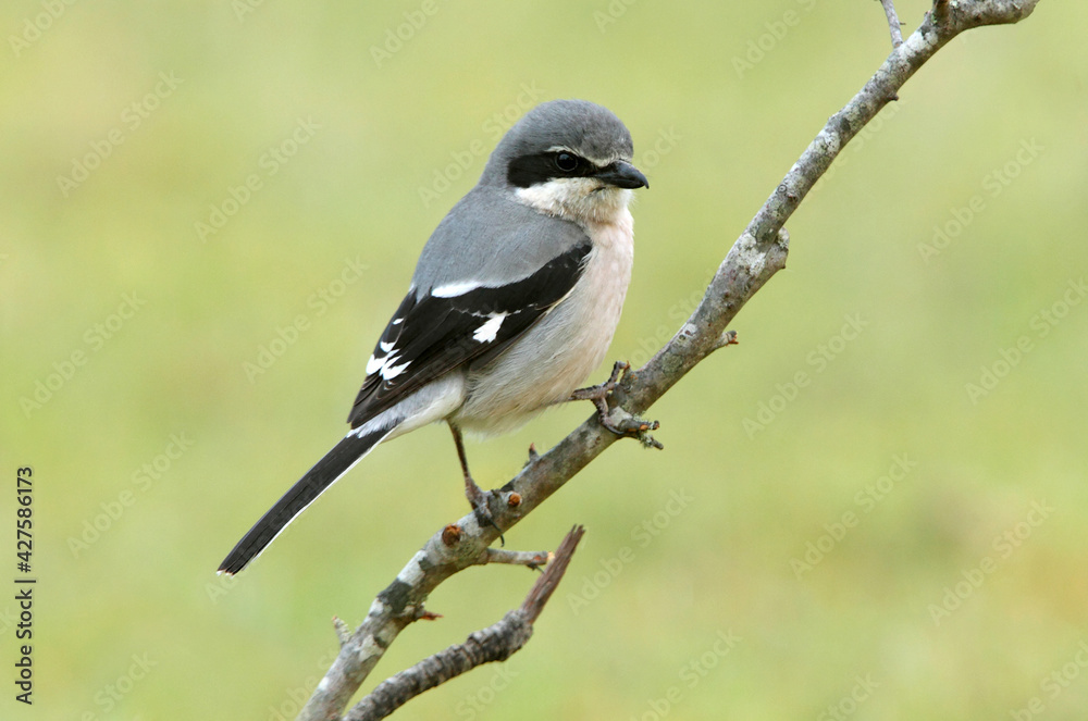Adult male Southern flock shrike in its breeding territory at first light of day in a Mediterranean bush with thorn scrub Adult male Southern flock shrike in its breeding territory at first light of day in a Mediterranean bush with thorn scrub