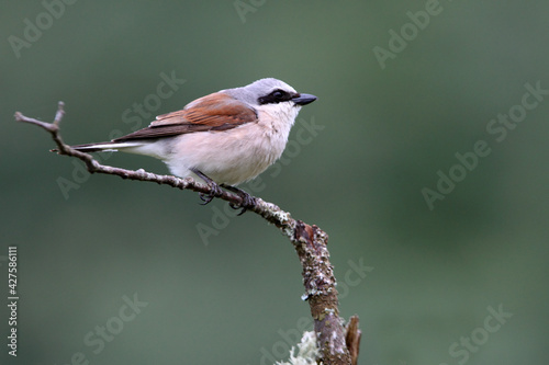 Male Red-backed shrike with the first light of day at his favorite perch in his breeding territory