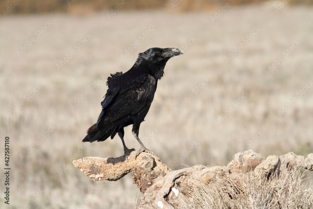 Common raven in a Spanish area with the first lights of a cold winter day Common raven in a Spanish area with the first lights of a cold winter day