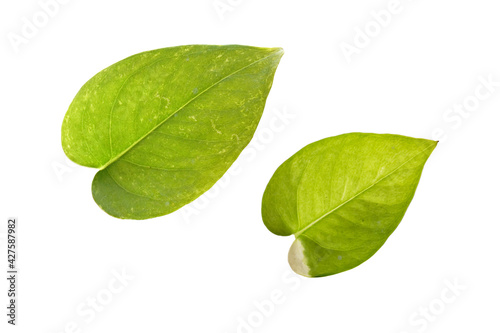 Green leaves isolated set on white background  clipping path.