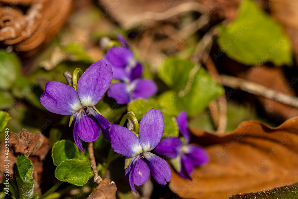 Hairy violet flower in the forest, close up Hairy violet flower in the forest, close up