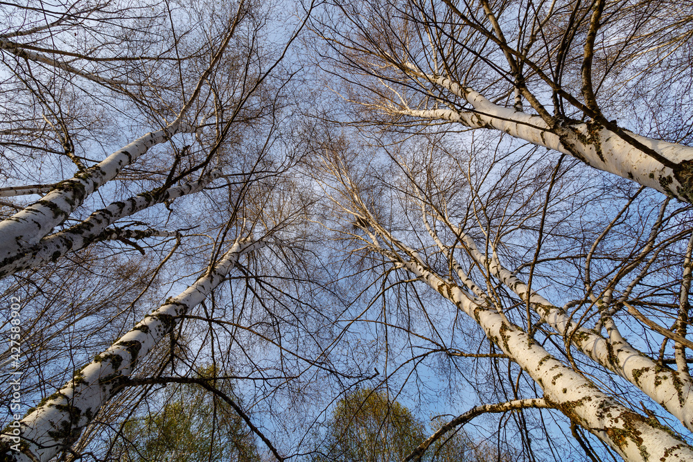 View from under birch trees. Betula pubescens, alba. Tabuyo del Monte, León, Spain. View from under birch trees. Betula pubescens, alba. Tabuyo del Monte, León, Spain.