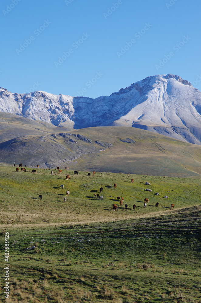View of a mountain landscape with a herd of horses grazing. Campo Imperatore, Gran Sasso plateau, Abruzzo, Italy.