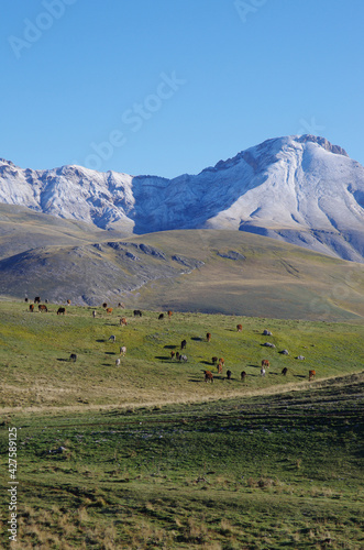 View of a mountain landscape with a herd of horses grazing. Campo Imperatore, Gran Sasso plateau, Abruzzo, Italy.