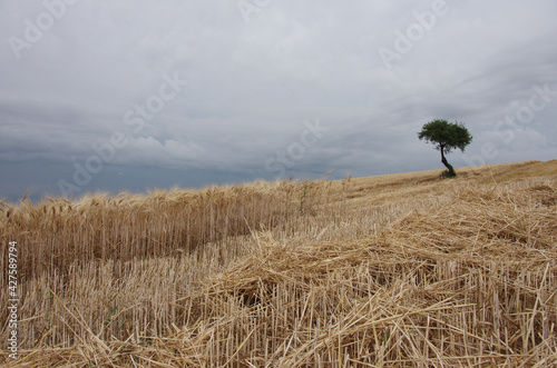 In the foreground wheat field during the harvest and in the background a small lonely tree. Molise, Italy.