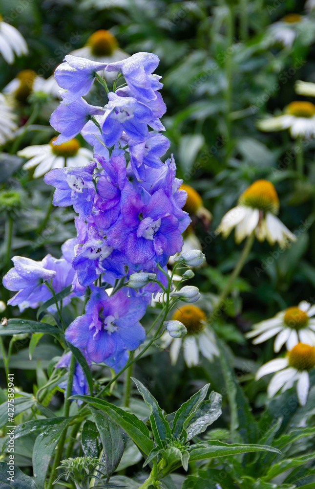 purple Delphinium flower blooms on the tree in the garden on a blurry natural background. purple Delphinium flower blooms on the tree in the garden on a blurry natural background.