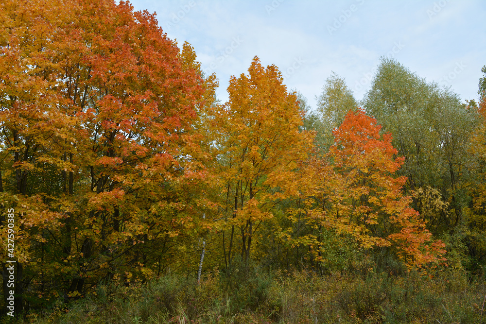 Forest  in the beginning of autumn. Orange and yellow maple trees on the background of green trees.