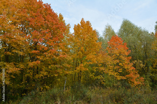 Forest in the beginning of autumn. Orange and yellow maple trees on the background of green trees.