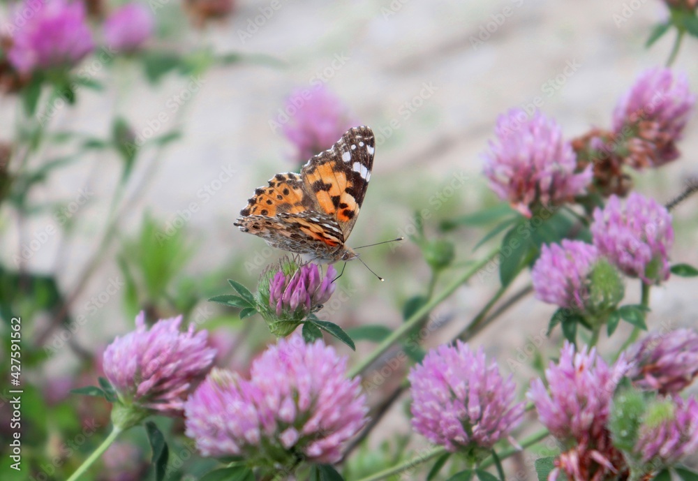 Macro shot of Yellow-legged tortoiseshell (Scarce tortoiseshell, Nymphalis xanthomelas) butterfly pollinating Clover (trefoil) flower. Visible proboscis and antennae. Closeup detail.