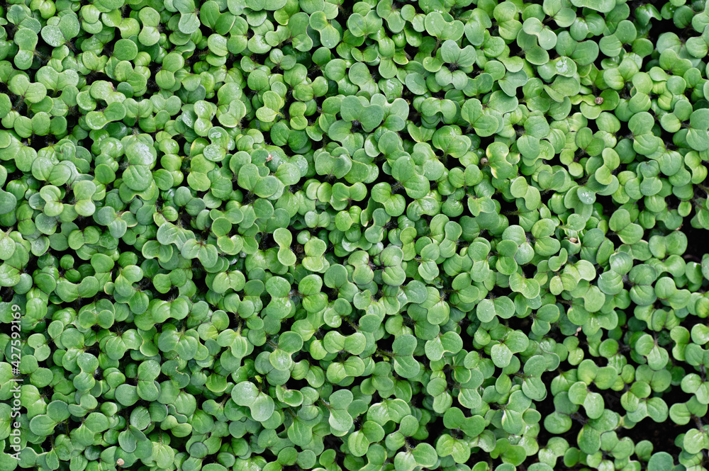 Growing mustard microgreens for a healthy lifestyle. Sprouted Mustard seeds close-up. Top view. Growing mustard microgreens for a healthy lifestyle. Sprouted Mustard seeds close-up. Top view.