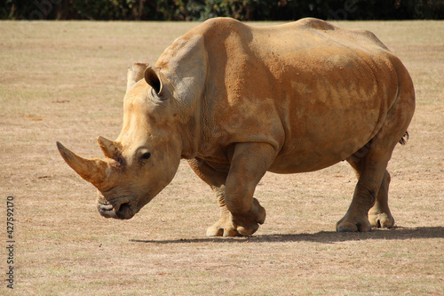 white rhinoceros in a zoo in france