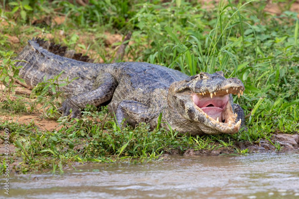 Obraz premium Ein grosser Brillenkaiman reguliert die Körpertemperatur mit geöffnetem Maul am Flussufer im brasilianischen Pantanal