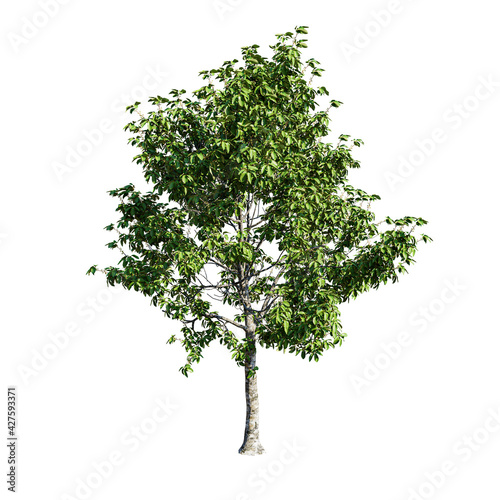 Tree isolated on a white background. with clipping path.