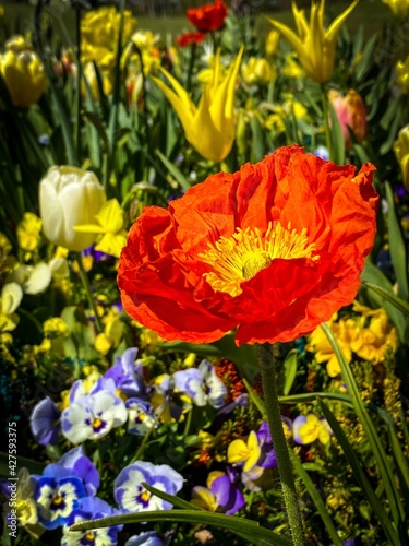 garden of flowers