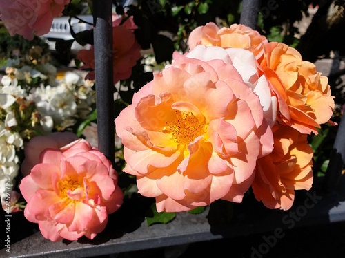 Φωτογραφία Pink rose flowers bloom through the iron fence.