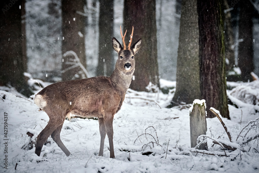 Rehbock ( Capreolus capreolus ). Rehbock ( Capreolus capreolus ).