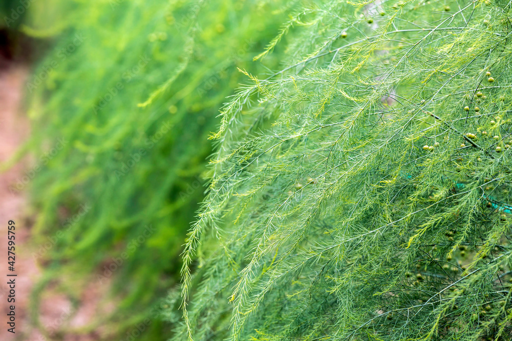 Natural background small green leaves of asparagus officinalis plant Natural background small green leaves of asparagus officinalis plant
