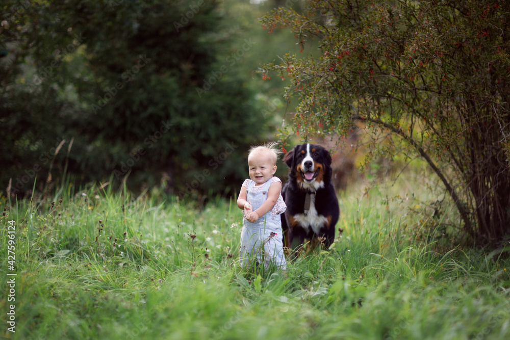 funny emotional toddler toddler in the summer in the park with a big dog of the Bernese mountain dog breed, the child is afraid of the big dog, the safety of children and animals funny emotional toddler toddler in the summer in the park with a big dog of the Bernese mountain dog breed, the child is afraid of the big dog, the safety of children and animals