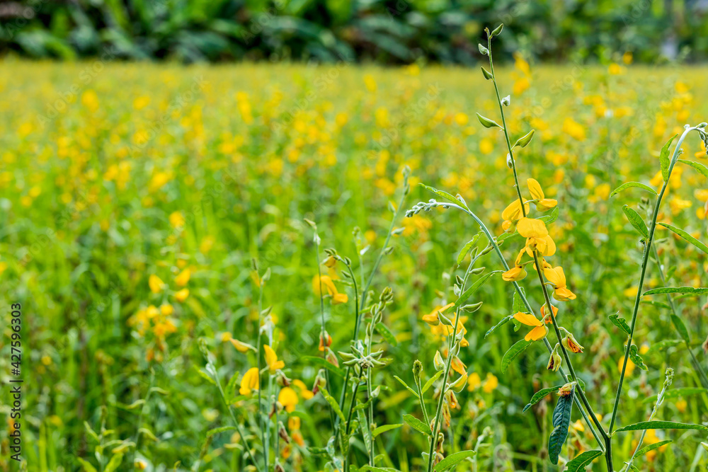 Sun hemp or Indian hemp flower blossom at plantation