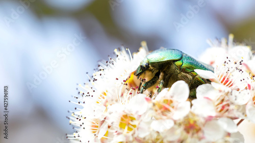 Bug eats a flower © aleksashka_89