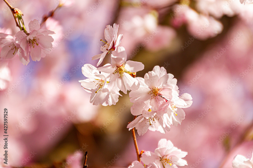 cherry_blossom_01