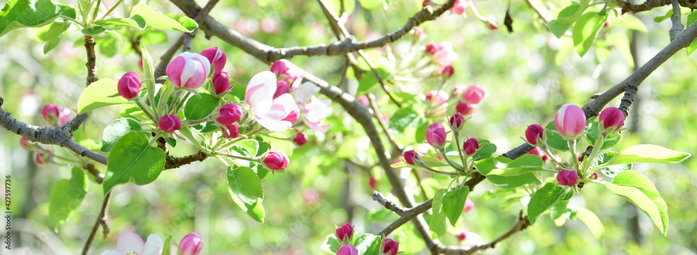 Wunderschöne Apfelblüten in rosa und weiß im Sonnenlicht - Blütezeit in Lana bei Meran in Südtirol - Apfelbäume in Blüte Wunderschöne Apfelblüten in rosa und weiß im Sonnenlicht - Blütezeit in Lana bei Meran in Südtirol - Apfelbäume in Blüte