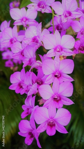 beautiful pink orchid flowers in the garden