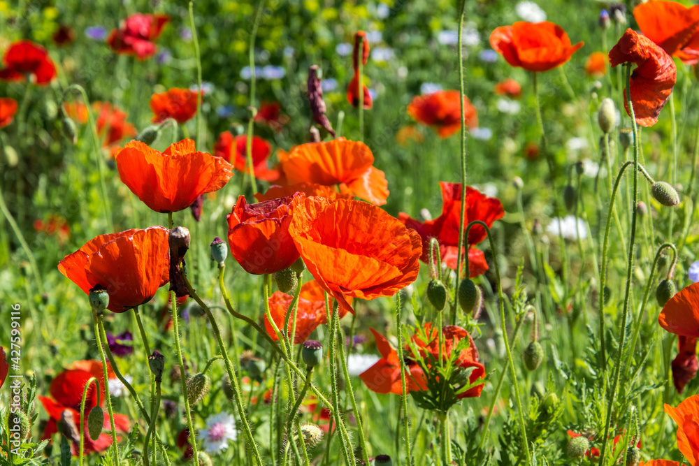 Naklejka premium Beauty of red poppy field close up.