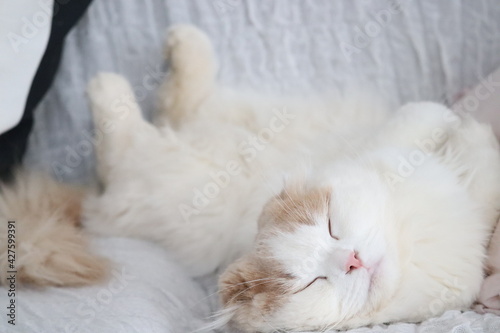 猫.幸福 睡眠