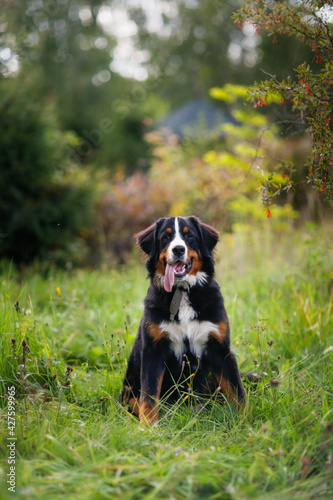 An adorable male large dog of the Bernese Mountain Dog breed sits in a park among the grass, a dog with a protruding tongue from the summer heat