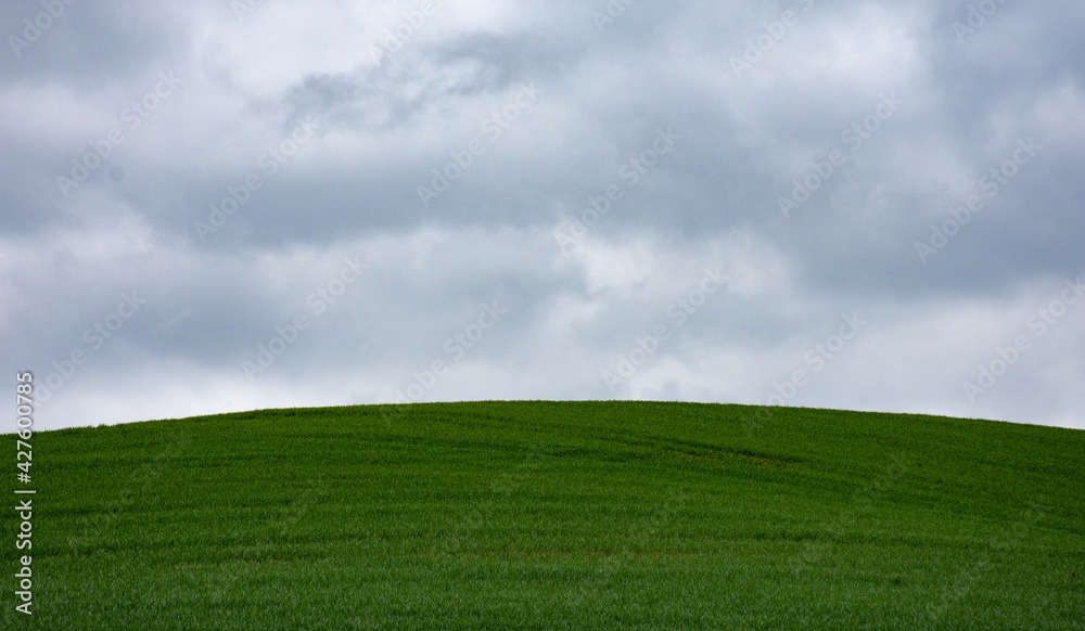 Fototapeta premium endless landscape: green field and cloudy sky in Brabant, Belgium