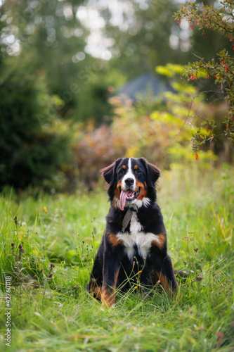 An adorable male large dog of the Bernese Mountain Dog breed sits in a park among the grass, a dog with a protruding tongue from the summer heat
