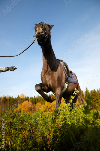 Big bay horse in field with green grass and blue sky on background