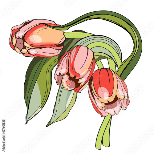 Pink tulips, stylization of a watercolor drawing. In a black outline. A naturalistic image.Decoration, sticker, print on dishes and fabrics.For a holiday, postcard, banner.Wedding, mother's Day.Love