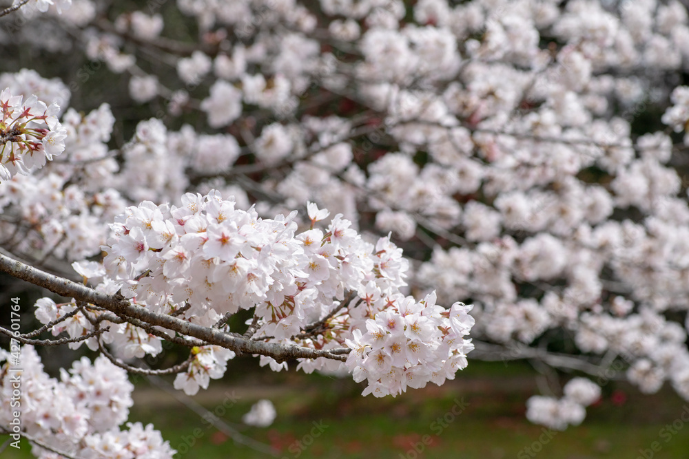 風景素材 公園にさく綺麗な桜 風景素材 公園にさく綺麗な桜