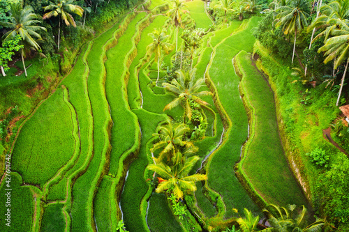 An aerial view of the rice terraces. Landscape from a drone. Agricultural landscape from the air. Rice terraces in summer. Bali. Indonesia. Travel and leisure image