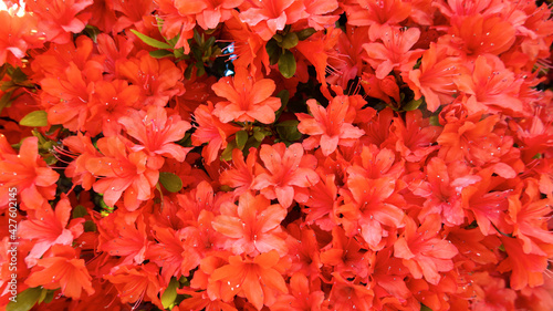 Blooming orange rhododendron