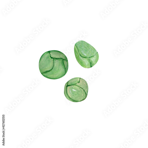 Gouache hand-drawn green Brussels sprouts isolated on a white background.