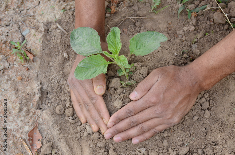 spinach plant soil heap in hands over out of focus brown background. spinach plant soil heap in hands over out of focus brown background.