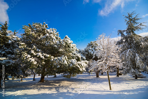 Snow covered tree in the forest at winter