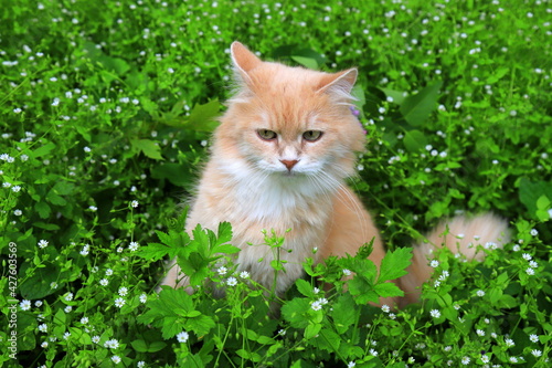 Angry red haired lost cat looks out of the green grass. Sad missing cat looking for a home. An abandoned animal in the street