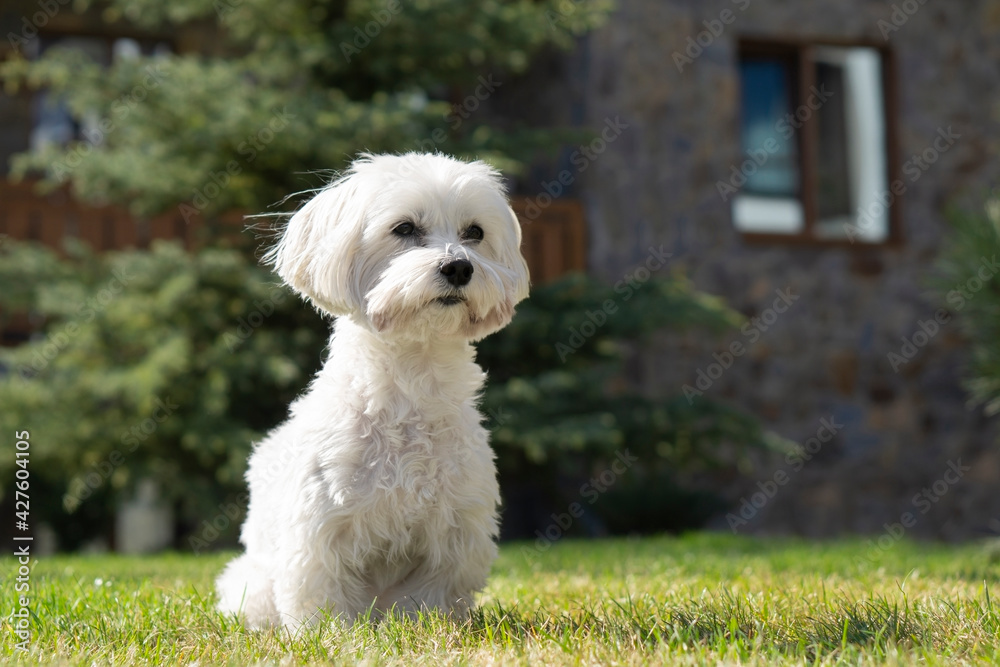 Maltese dog on walk in the park . Background with copy space .