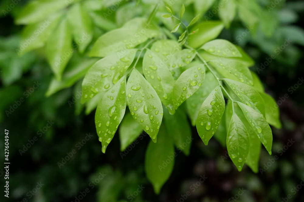 green leaves of a tree