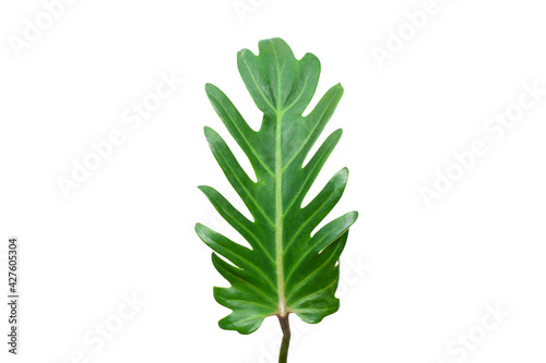 leaves of fern isolated on white background for design elements, tropical leaf
