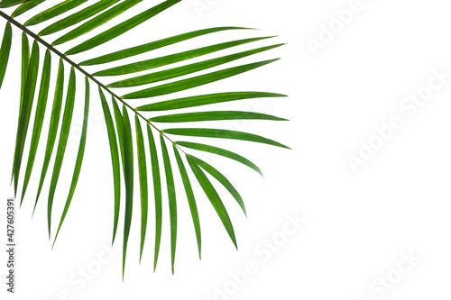 tropical coconut palm leaf isolated on white background, summer background