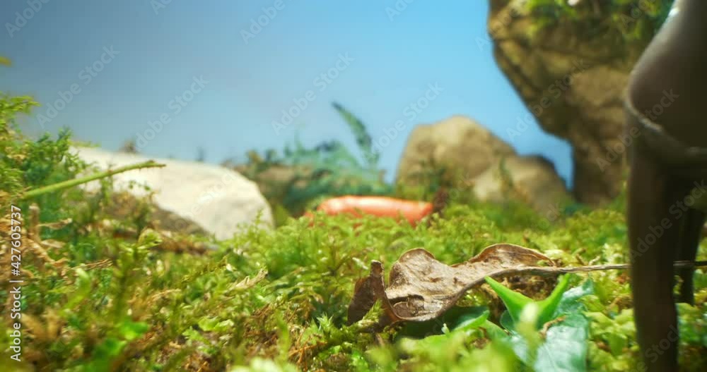 detailed extreme close-up of farm animal model in moss and grass. detailed extreme close-up of farm animal model in moss and grass.