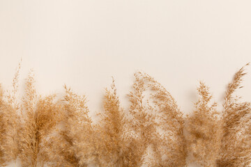 Fluffy pampas grass cortaderia-selloana. Dry pampas-grass reeds on light-beige background. Creative top view layout with pampas grass around background in neutral colors. Eco natural flat lay
