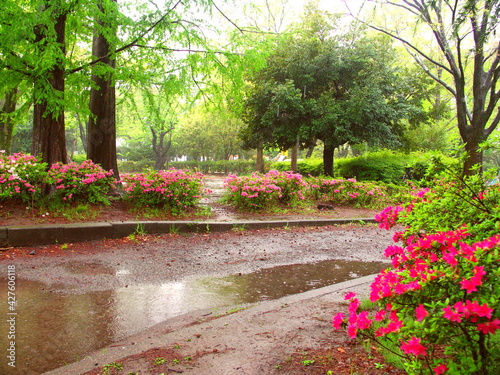 春雨の中の躑躅咲く公園風景