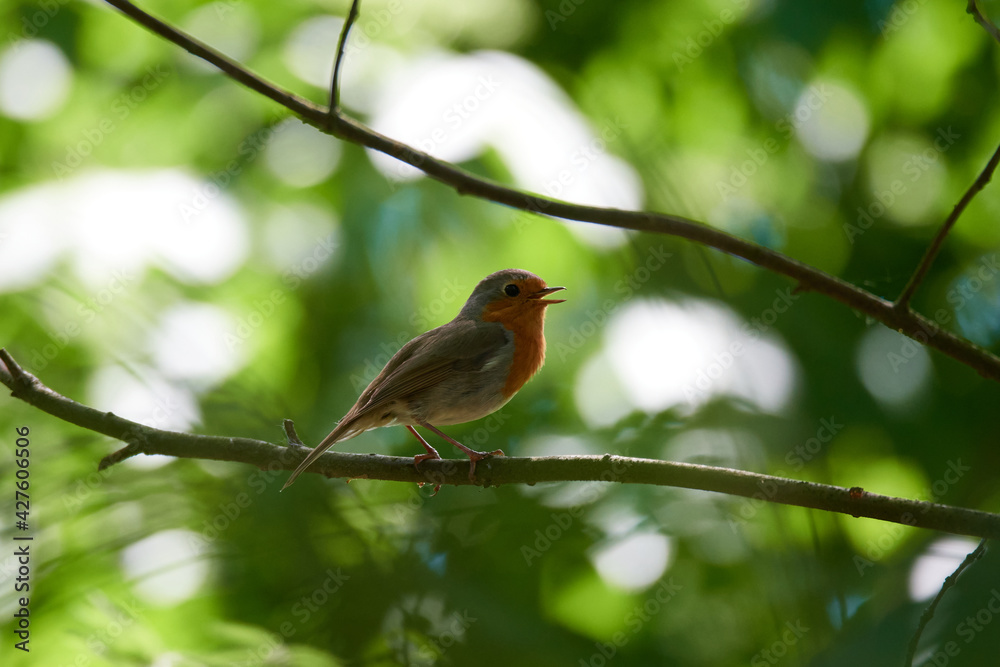 Rotkehlchen (Erithacus rubecula) Vogel des Jahres 2021 Rotkehlchen (Erithacus rubecula) Vogel des Jahres 2021